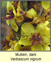 Mullein, dark, Verbascum nigrum