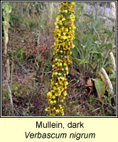 Mullein, dark, Verbascum nigrum