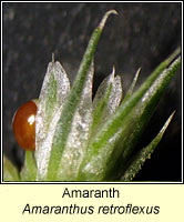 Amaranth, Amaranthus retroflexus