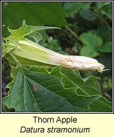 Thorn Apple, Datura stramonium