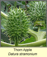 Thorn Apple, Datura stramonium