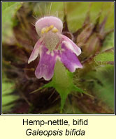 Hemp-nettle, bifid, Galeopsis bifida