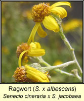 Ragwort, Senecio x albescens