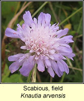 Scabious, field, Knautia arvensis