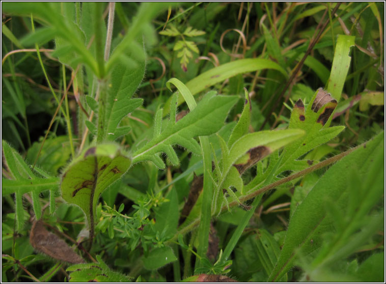 Field Scabious, Knautia arvensis
