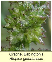 Orache, Babington's, Atriplex glabriuscula
