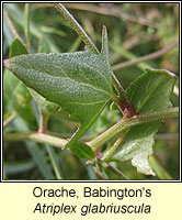 Orache, Babington's, Atriplex glabriuscula