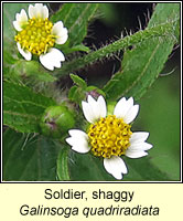 Soldier, shaggy, Galinsoga quadriradiata