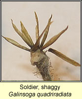 Soldier, shaggy, Galinsoga quadriradiata