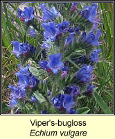 Viper's-bugloss, Echium vulgare