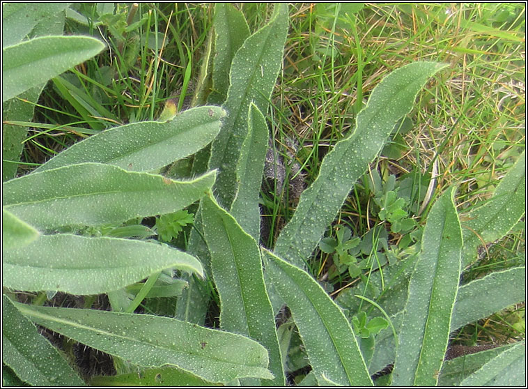 Viper's-bugloss, Echium vulgare