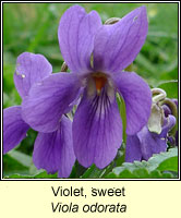 Violet, sweet, Viola odorata