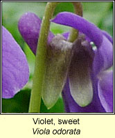Violet, sweet, Viola odorata