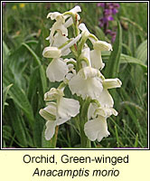 Orchid, green-winged, Anacamptis morio