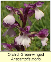 Orchid, green-winged, Anacamptis morio
