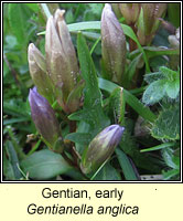 Gentian, early, Gentianella anglica