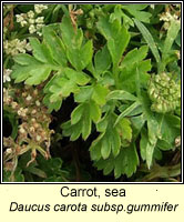 Carrot, sea, Daucus carota subsp gummifer