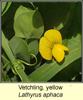 Vetchling, yellow, Lathyrus aphaca