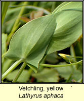Vetchling, yellow, Lathyrus aphaca