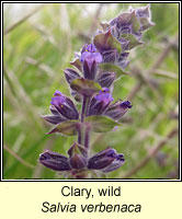 Clary, wild, Salvia verbenaca