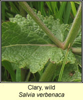 Clary, wild, Salvia verbenaca