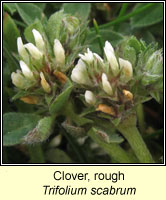 Clover, rough, Trifolium scabrum