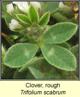 Clover, rough, Trifolium scabrum