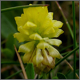 Hop trefoil, Trifolium campestre