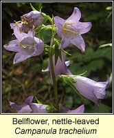 Bellflower, nettle-leaved, Campanula trachelium