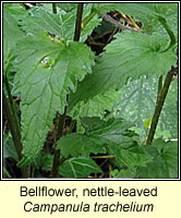 Bellflower, nettle-leaved, Campanula trachelium