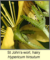 St John's-wort, hairy, Hypericum hirsutum