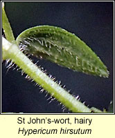 St John's-wort, hairy, Hypericum hirsutum