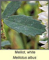 Melilot, white, Melilotus albus
