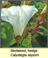 Bindweed, hedge, Calystegia sepium