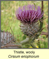 Thistle, Wooly, Cirsium eriophorum
