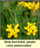 Birds-foot-trefoil, greater, Lotus pedunculatus