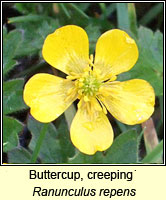 Buttercup, creeping, Ranunculus repens