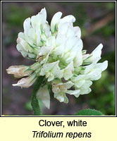 Clover, white, Trifolium repens