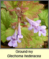 Ground-ivy, Glechoma hederacea