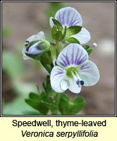 Speedwell, thyme-leaved, Veronica serpyllifolia