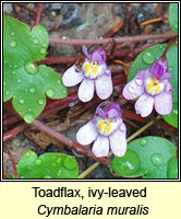 Toadflax, ivy-leaved, Cymbalaria muralis