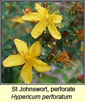 St Johnswort, perforate, Hypericum perforatum