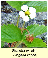 Strawberry, wild, Fragaria vesca