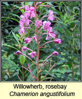 Willowherb, rosebay, Chamerion angustifolium