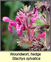 Woundwort, hedge, Stachys sylvatica