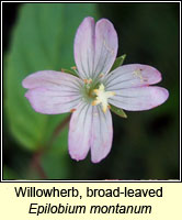 Willowherb, broad-leaved, Epilobium montanum