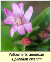 Willowherb, american, Epilobium ciliatum