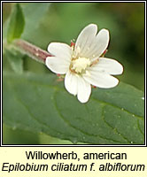 Willowherb, american, Epilobium ciliatum f albiflorum