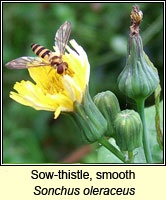 Sow-thistle, smooth, Sonchus oleraceus