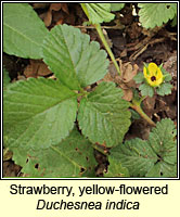 Strawberry, yellow-flowered, Duchesnea indica